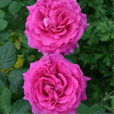 Красивая картинка розы Саманта на фото