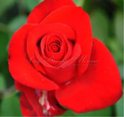 Красивая роза саманта на изображении
