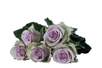 Изображение розы саманта в разных вариантах и разрешениях