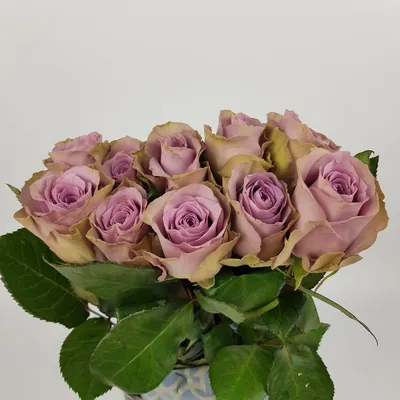 Фото розы саманта для скачивания в высоком качестве