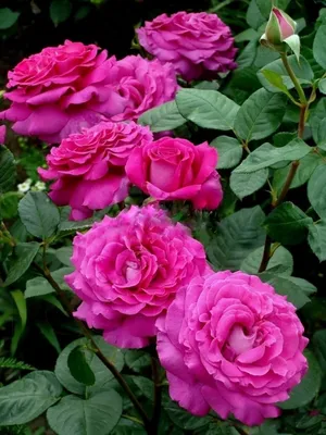 Фотка розы саманта высокого качества