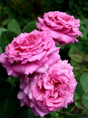 Фотография розы саманта в разных размерах