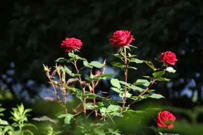Изображение розы самурай в формате webp: быстрая загрузка, высокое качество
