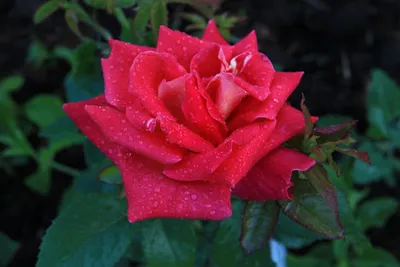 Красивая роза самурай в png формате: сохраните ее неповторимый вид