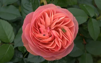 Фото, воплощающее красоту розы самурай, доступное в формате jpg