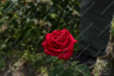 Фотка розы самурай: сохраните красоту этой цветочной композиции на ваших устройствах