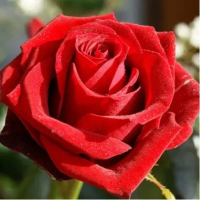 Красивая роза самурай: выберите желаемый формат и наслаждайтесь ее красотой