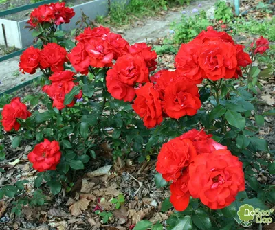 Изображение розы сатчмо в различных форматах