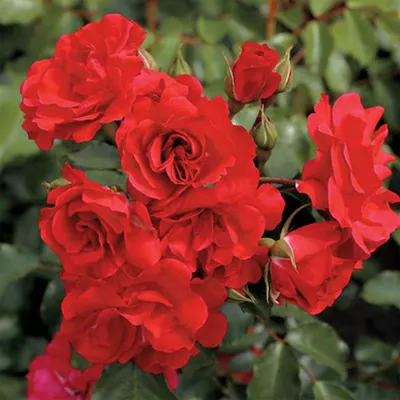 Макро фотография розы сатчмо для деталей