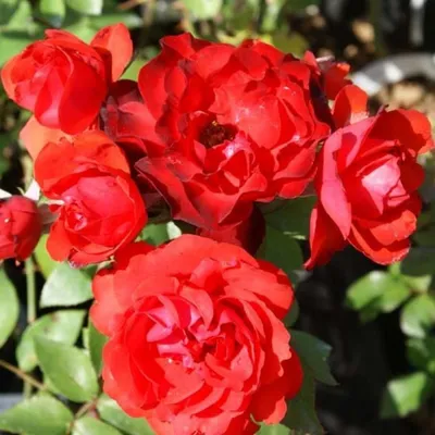 Прекрасное изображение розы сатчмо для фона экрана