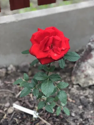 Фото розы сатчмо с эффектом размытости
