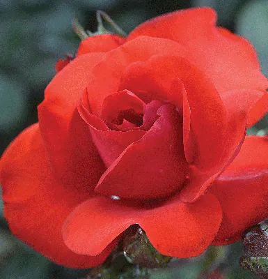 Фотография розы сатчмо с нежными оттенками