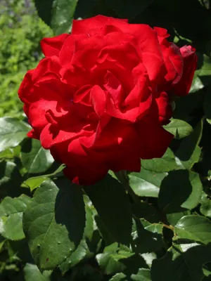 Красочная картинка розы сатчмо для декора