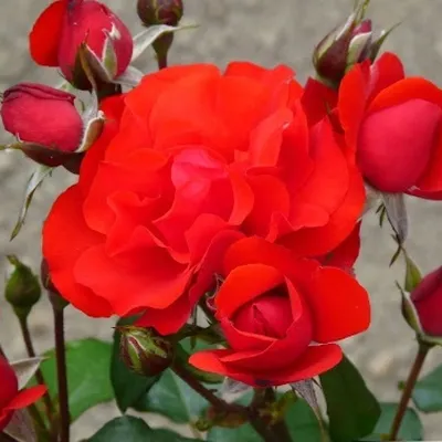 Фото розы сатчмо с контрастными цветами