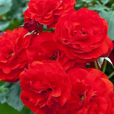 Фотография розы сатчмо с капельками росы
