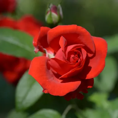 Замечательное фото розы сатчмо в черно-белом стиле