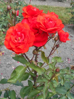 Фотография розы сатчмо в светлых тонах