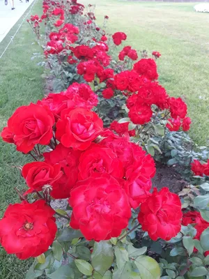 Фото розы сатчмо с мягким ретро эффектом