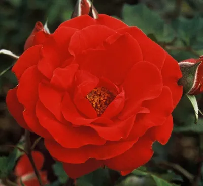 Интересное изображение розы сатчмо в гармоничных цветах
