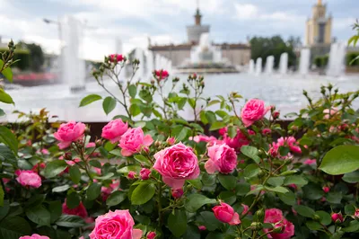 Фотография розы сатчмо с ярким фоном
