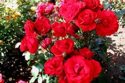 Красивая фотография розы сатчмо с эффектом глубины
