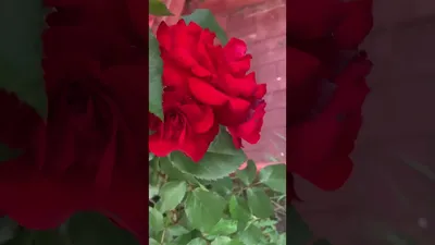 Фотка розы сатчмо с нежными оттенками для вашего проекта