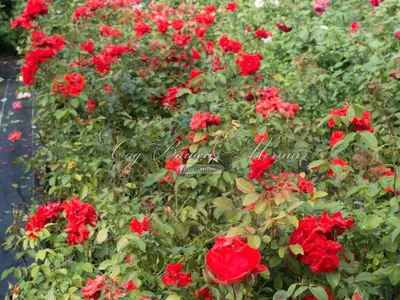 Фото розы сатчмо с яркими цветами