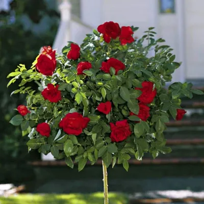 Великолепные цветы розы сатчмо для вашего дизайна