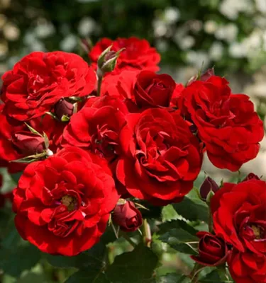 Прекрасная фотка розы сатчмо на ваш выбор