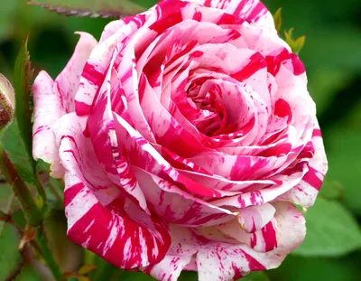 Роза сатина: Изысканная красота в формате jpg