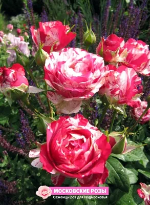 Фото розы сатина: Откровение изящества в png формате