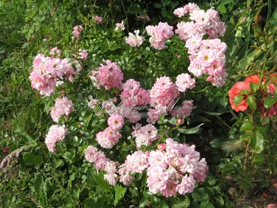 Фотка розы сатина: Пронзительная красота в webp формате