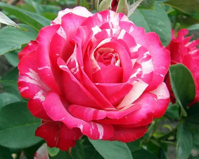 Картинка розы сатина: Природное мастерство в колоритном изображении