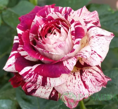 Изображение розы сатина: Очарование романтики в png формате