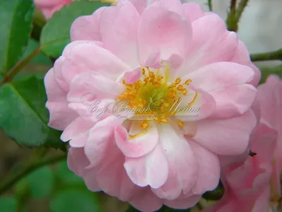 Фотка розы сатина: Флоральное чудо в формате jpg