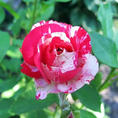 Картинка розы сатина: Превозношение прекрасного в png формате