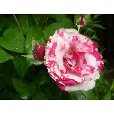 Изображение розы сатина: Экспрессивное восхищение в формате jpg