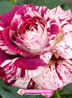 Фото розы сатина: Завораживающая грация в png формате