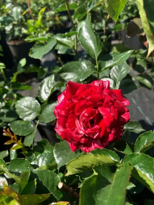 Изображение розы сатина: Исступление страсти в webp формате