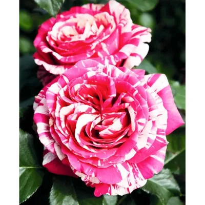 Фотка розы сатина: Таинство великолепия в png формате