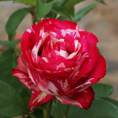 Картинка розы сатина: Забвение совершенства в webp формате