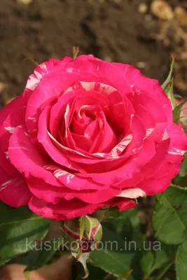 Изображение розы сатина: Всепоглощающая изящность в png формате