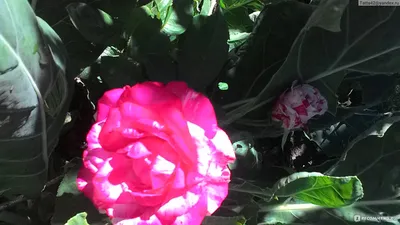 Фото розы сатина: Магия красоты в webp формате