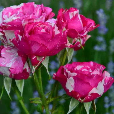 Фото розы сатина: Незабываемая прелесть в png формате