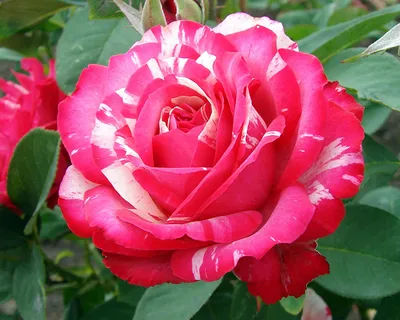 Изображение розы сатина: Аромат страсти в png формате