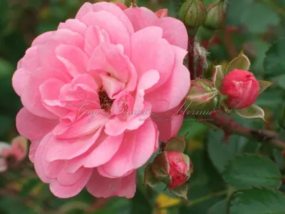 Фотка розы сатина: Совершенство природы в webp формате