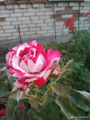 Картинка розы сатина: Олицетворение прекрасного мира растений