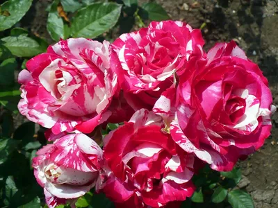 Роза сатина: Великолепие природы во всей красе