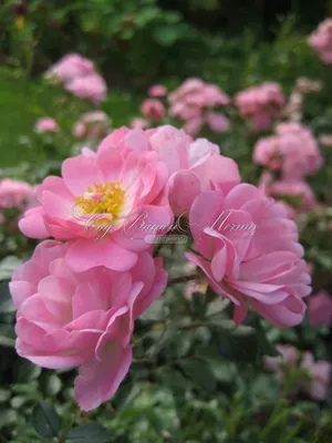 Изображение розы сатина: Пленяющая нежность в формате jpg
