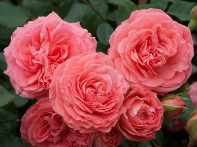 Роза шакенборг: фото высокого разрешения в формате jpg